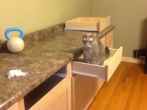 cabinet install cat